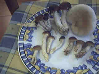 Agrocybe aegerita